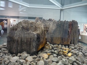 出雲大社境内から発掘された鎌倉時代の宇豆柱